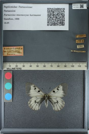 Media type: image;   Entomology 179994
